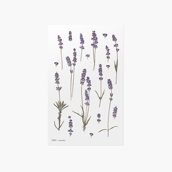 Lavendel — Pressede Blomster Klistremerker