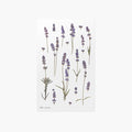 Lavendel — Pressede Blomster Klistremerker