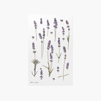 Lavendel — Pressede Blomster Klistremerker