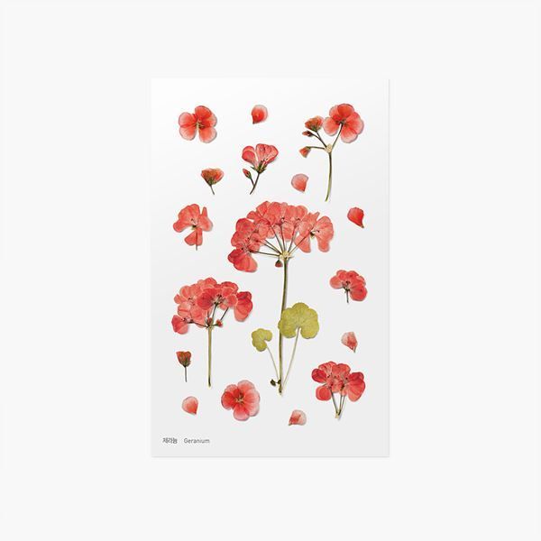 Pelargonia — Pressede Blomster Klistremerker