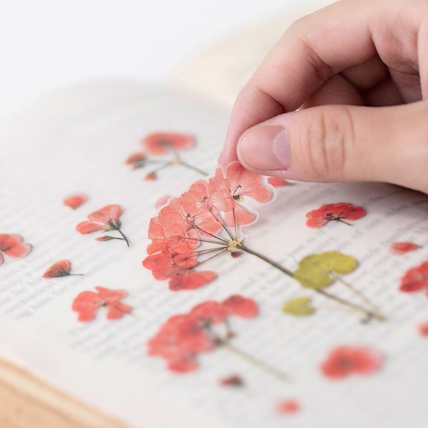 Pelargonia — Pressede Blomster Klistremerker