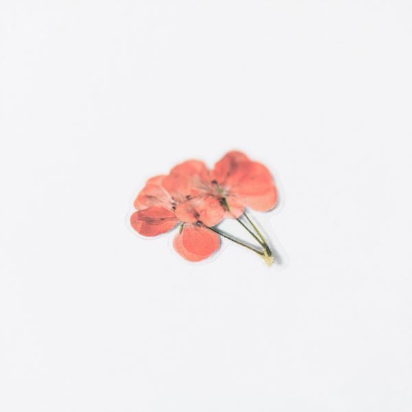 Pelargonia — Pressede Blomster Klistremerker