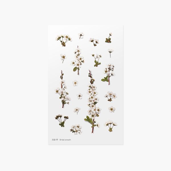Brudespirea — Pressede Blomster Klistremerker