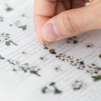 Bridal Wreath — Pressed Flower Stickers