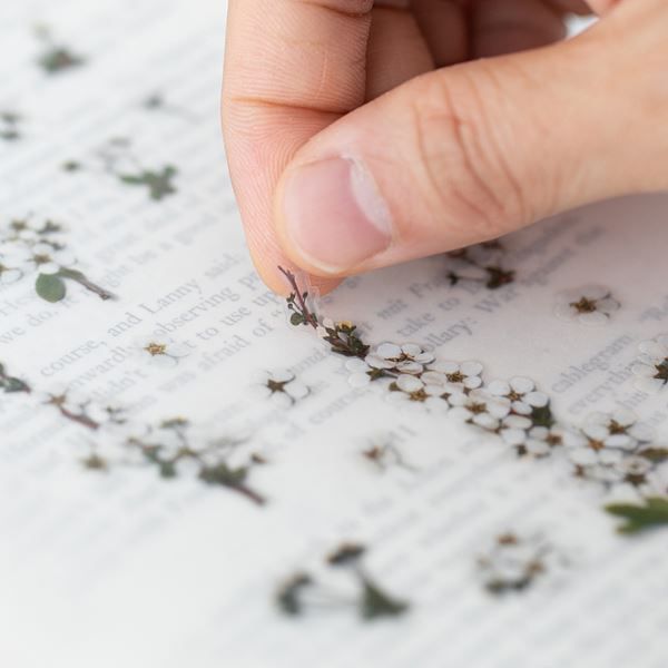 Brudespirea — Pressede Blomster Klistremerker