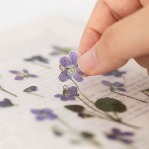 Fiol — Pressede Blomster Klistremerker