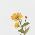 Calendula — Pressede Blomster Klistremerker