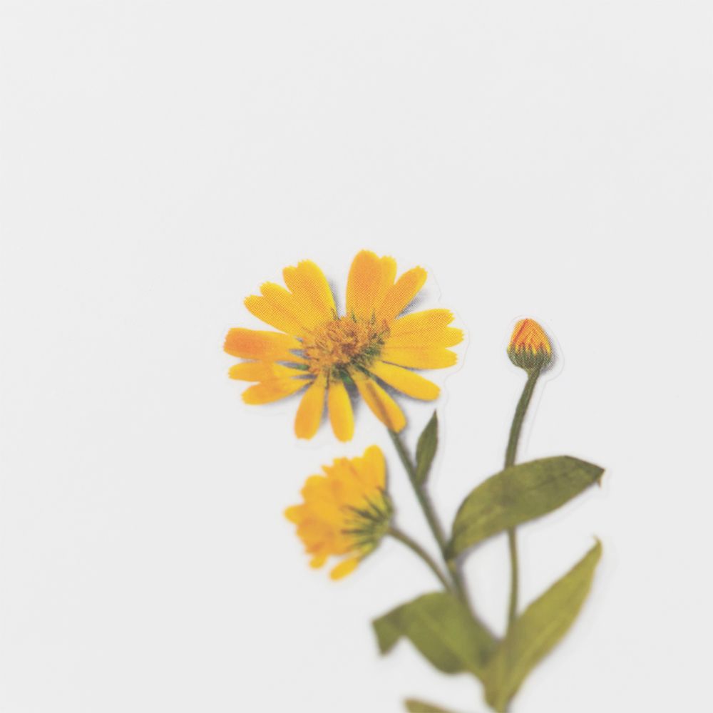 Calendula — Pressede Blomster Klistremerker
