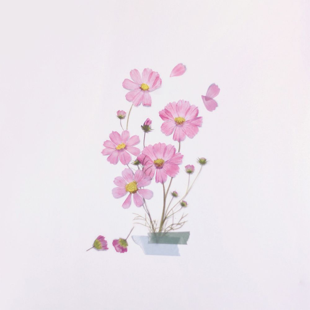 Kosmos — Pressede Blomster Klistremerker