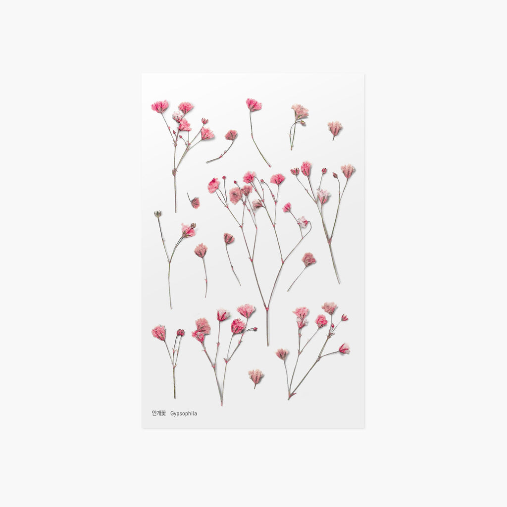 Gypsophila — Pressed Flower Stickers