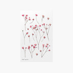 Gypsophila — Pressed Flower Stickers