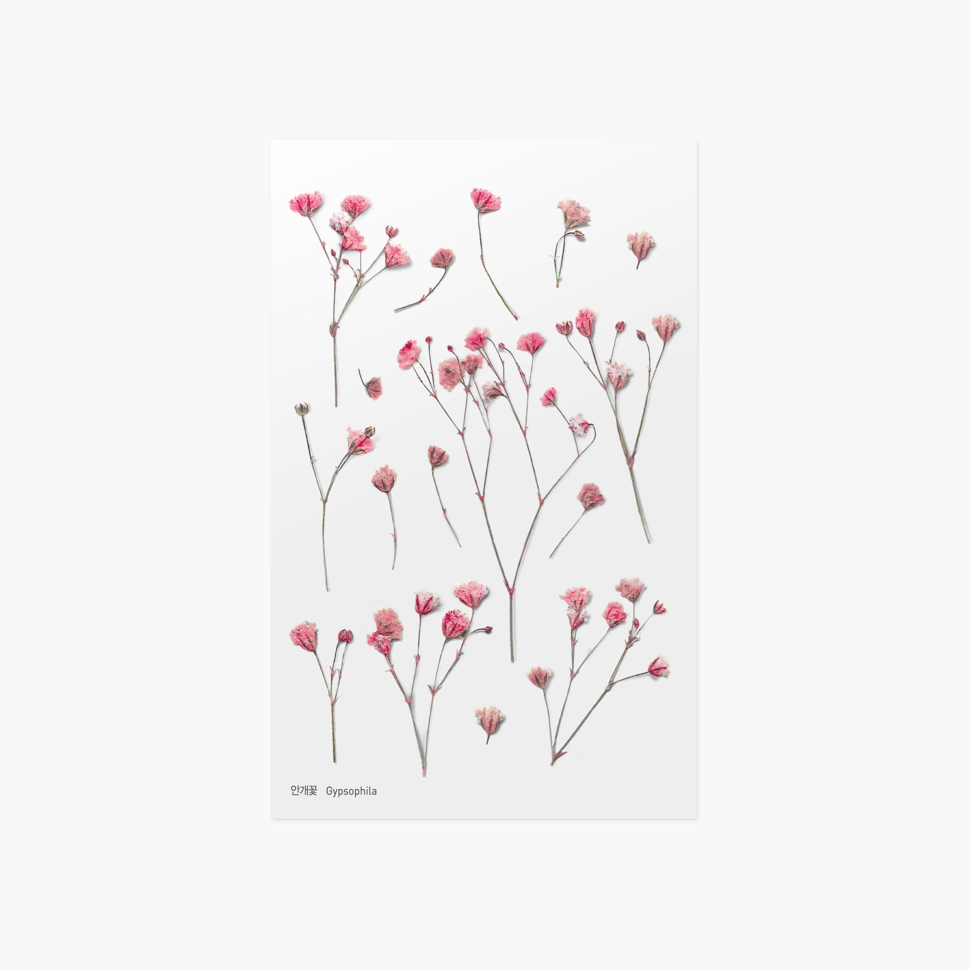Gypsophila — Pressed Flower Stickers