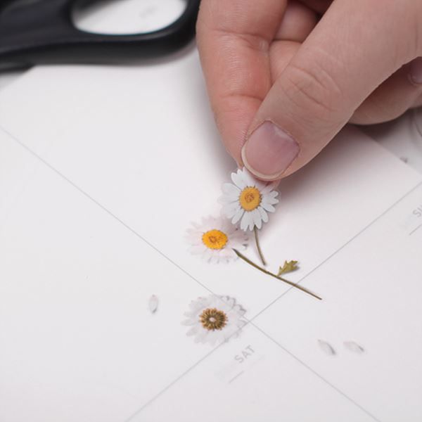 Marguerite — Pressed Flower Stickers by Appree