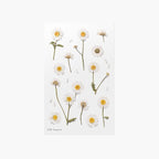 Marguerite — Pressed Flower Stickers by Appree