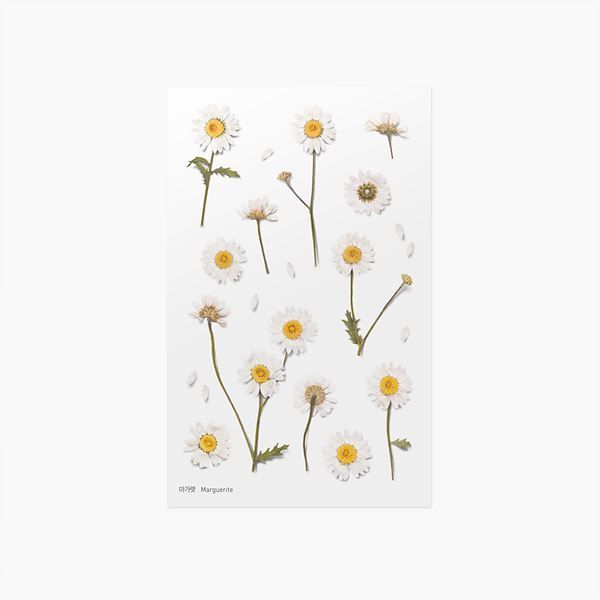 Marguerite — Pressed Flower Stickers by Appree